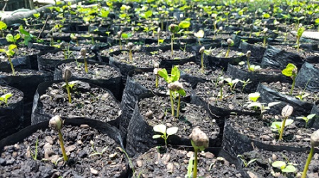 Coffee-seeds-germination-coffee-cultivation