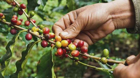 coffee-cherries-picking-from-trees
