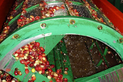 coffee-milling-in-extraction-drum