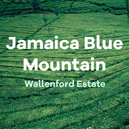 Jamaica Blue Mountain Coffee Blend with Guatemala Antigua and Kenya AA